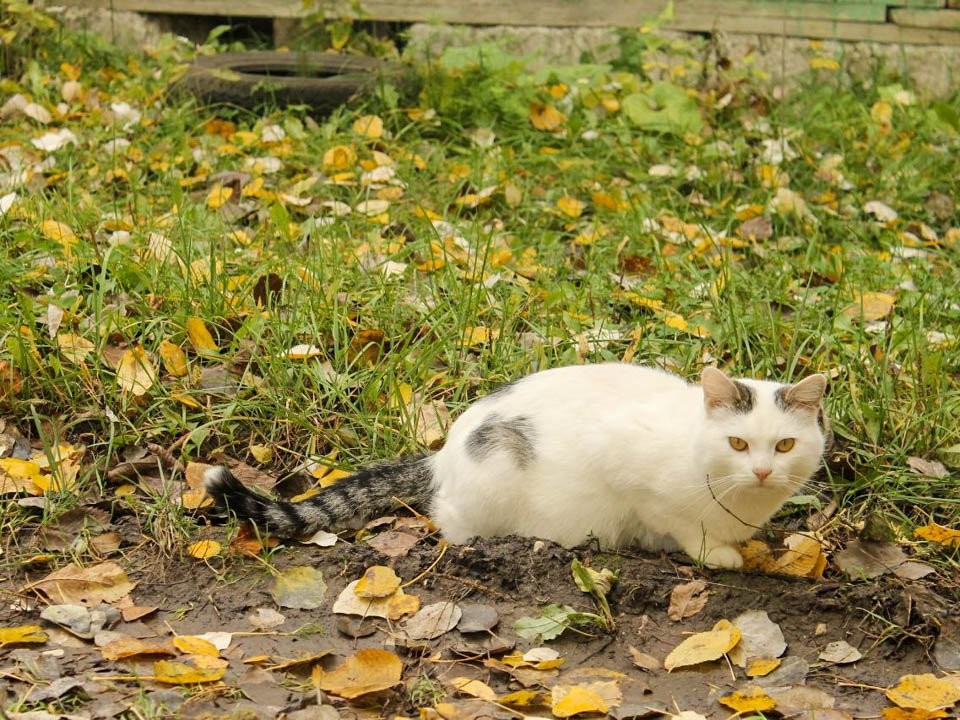 Церковный праздник 14 ноября 2025: почему запрещено прогонять кошку в этот день