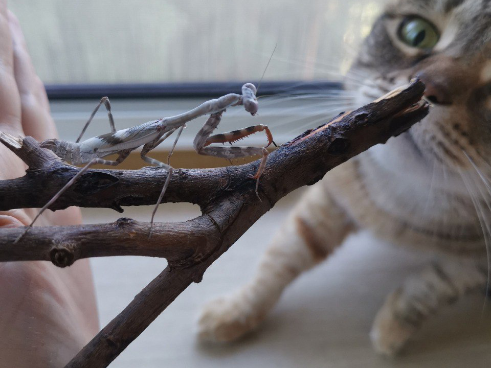 «Пьют как кошечки»: семья из Дубны развела необычных домашних питомцев