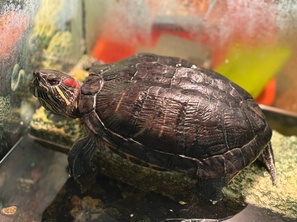 «Мордашка в деле»: дубненские гимназисты придумали ритуал, помогающий получать пятерки