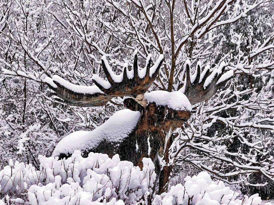 «Лосиный остров» пригласил гостей на зимние фотосессии в Дендрарий
