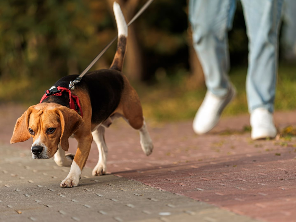 Новые адреса с ядом: догханеры снова активизировались в Красногорске