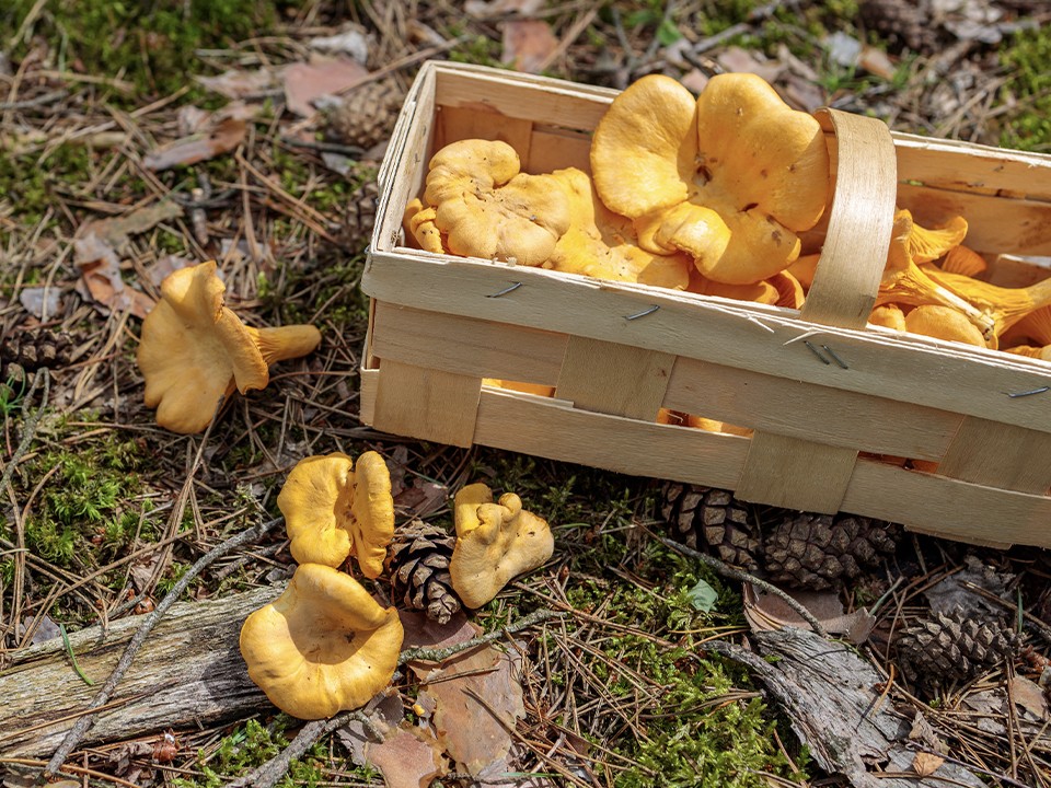 Грибы в ноябре? В центре Дубны жители нашли «солнечные» лисички