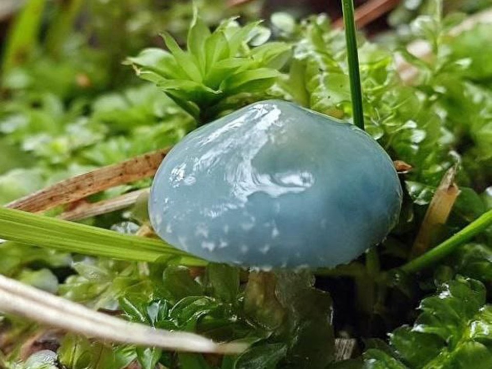 Редкие синие грибы выросли в Приокско-Террасном заповеднике под Серпуховом