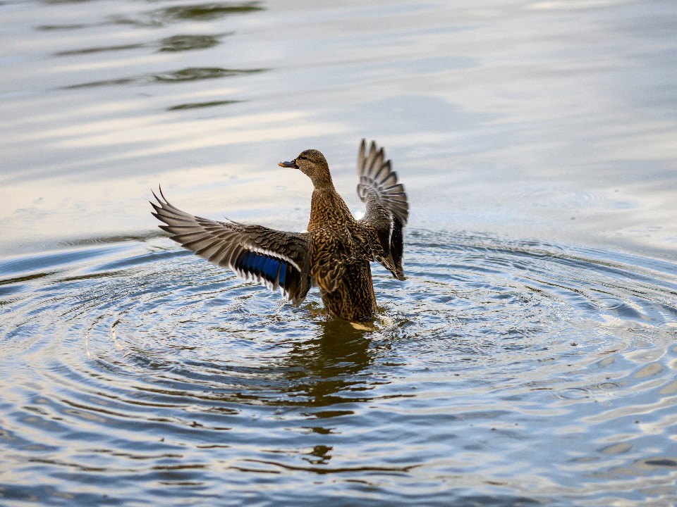 Утки объявили клинский парк лучшим курортом и отменили миграцию в теплые края