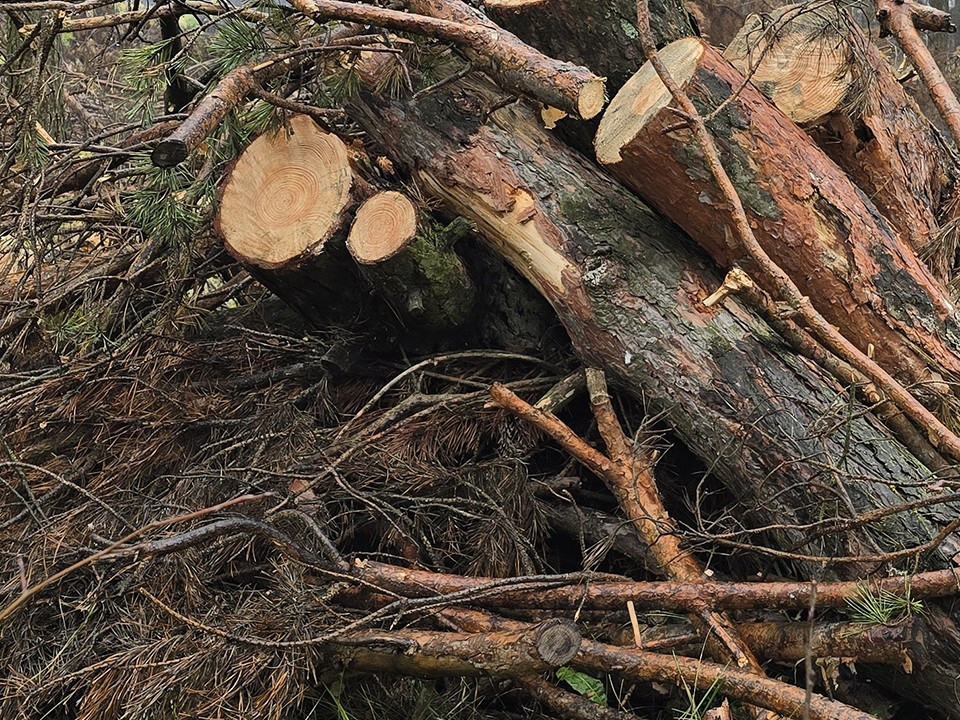 В Одинцове убрали упавшее дерево на пешеходной дорожке в 6-м микрорайоне