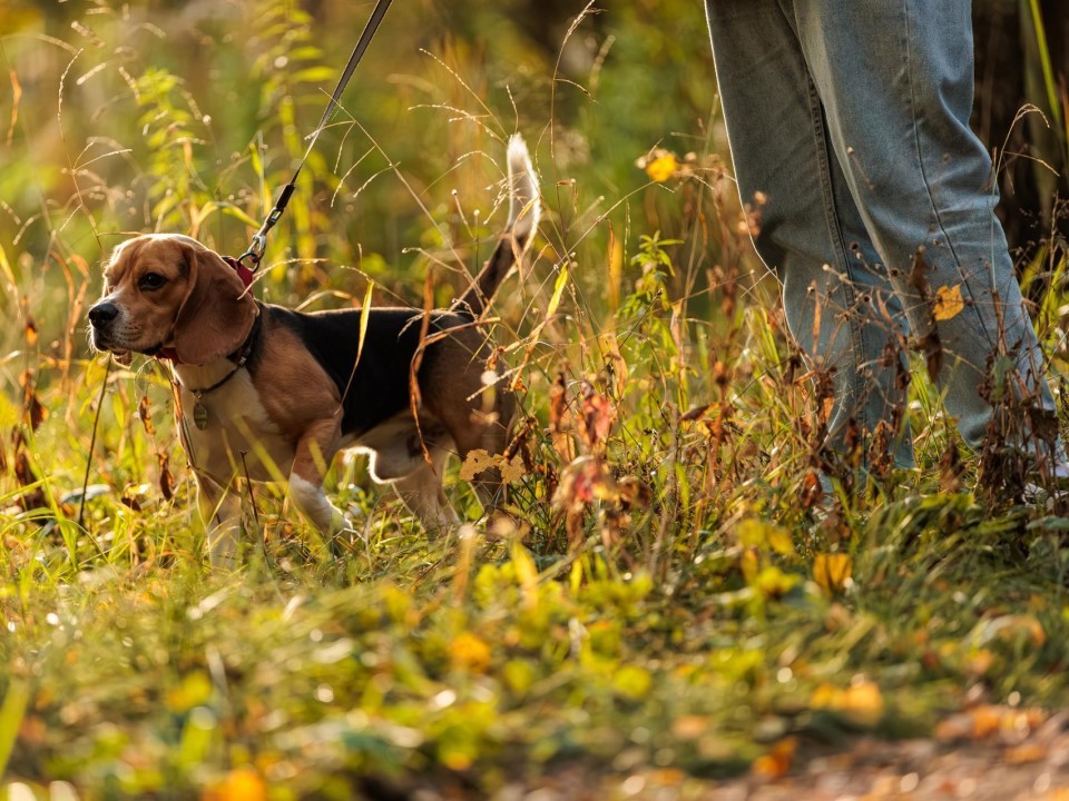 Мятый, Текила и Перчик ждут внимания: как Подмосковье заботится о необычных питомцах