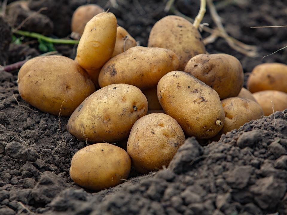 Зимний запас без потерь: как правильно сохранить овощи до весны