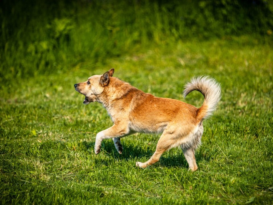 Как жителей Подмосковья защищают от бездомных животных