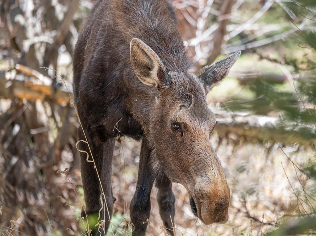 Спасенный маленький лосенок обрел дом на биостанции в Мытищах
