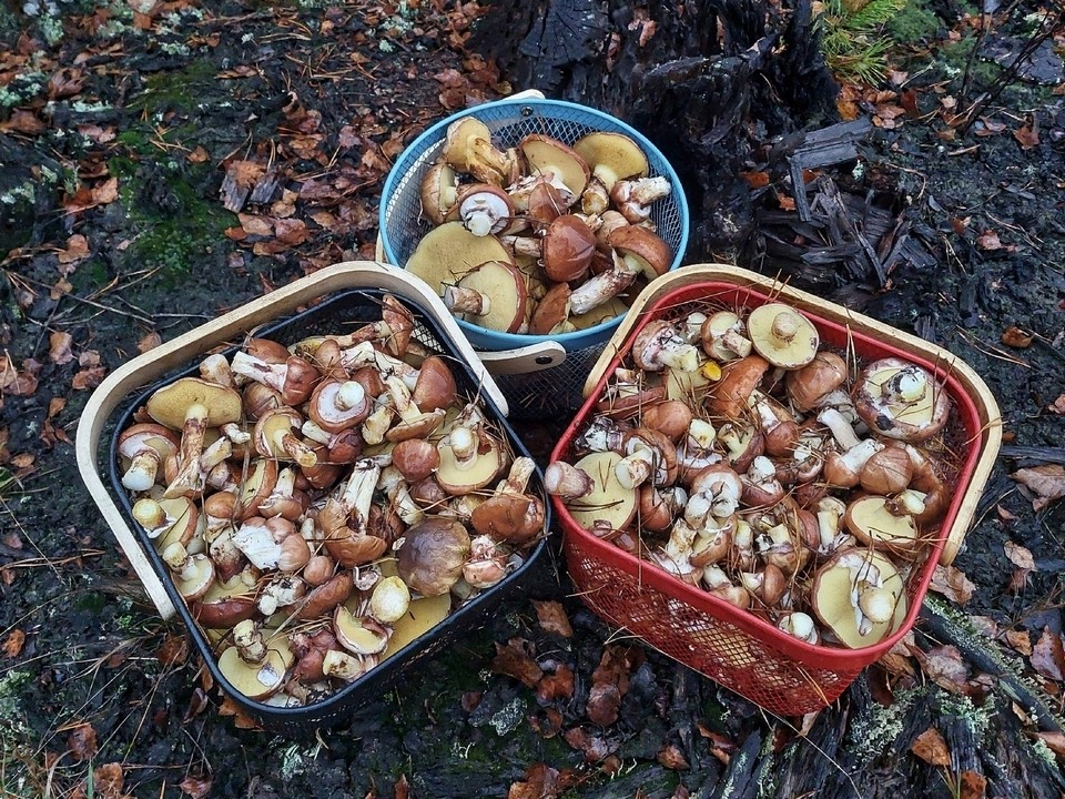 В луховицких лесах грибники собирают полные корзинки маслят