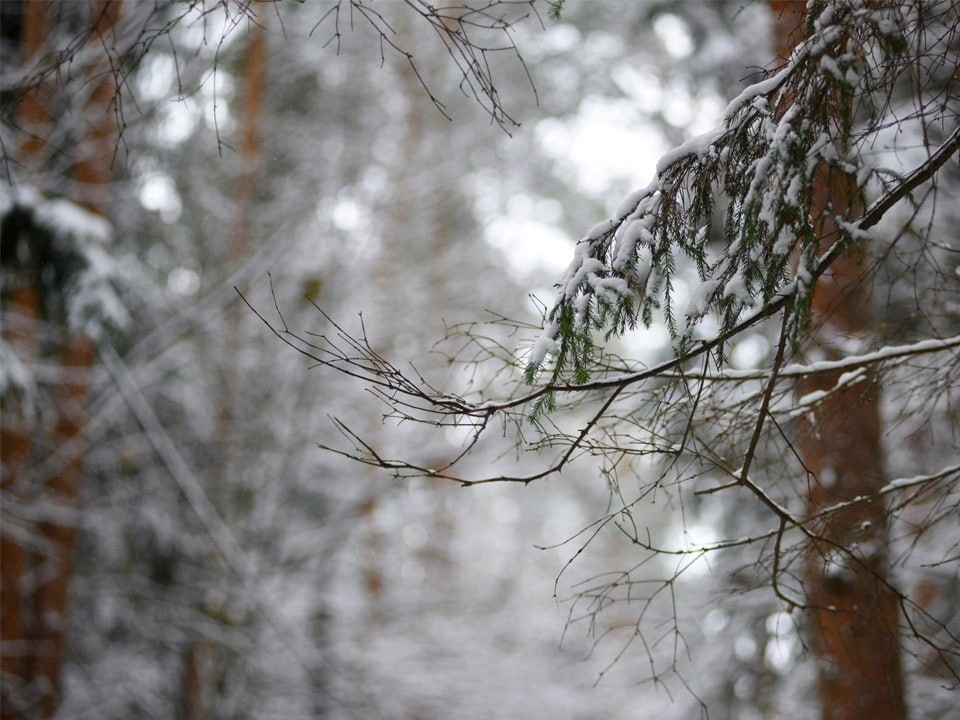 Последние теплые выходные в Подмосковье: уже на следующей неделе придет зима