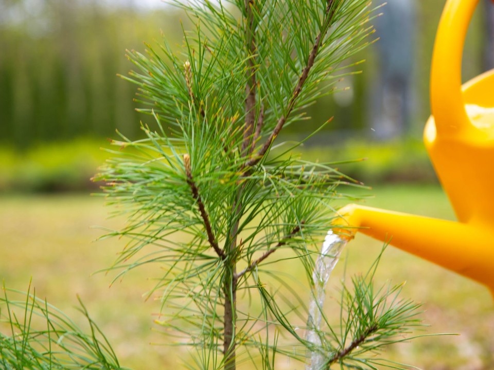 Деревья, убивающие микробов, раздадут горожанам на Воробьевке и Ферме 8 и 9 ноября