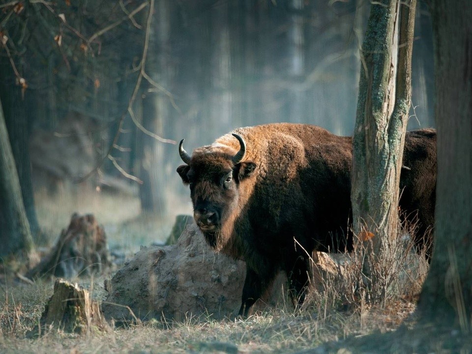 Планы на выходные: день рождения зубрового питомника, открытие выставки и фестиваль