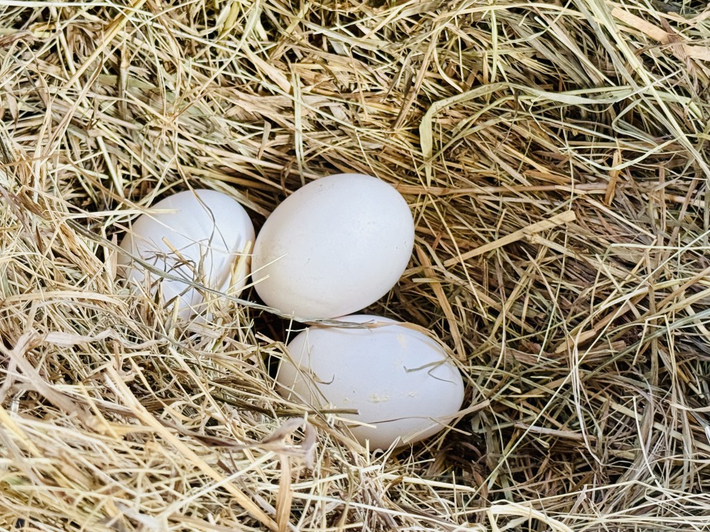 Мыть или не мыть: Ксения Ицкова объяснила, что нужно делать с сырыми яйцами перед готовкой