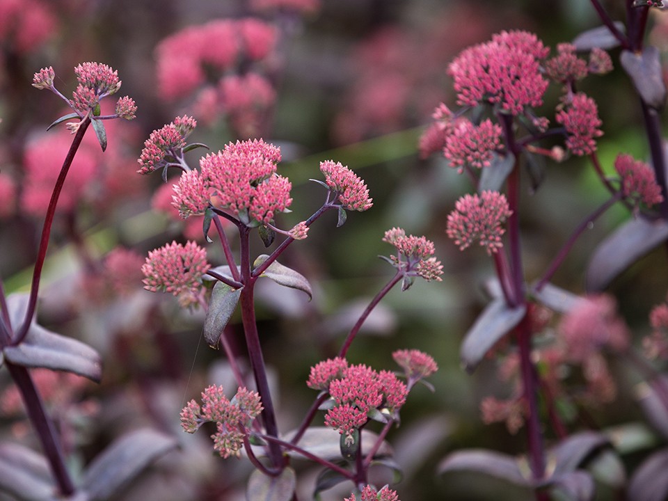 Секрет шикарного цветения очитков на даче весной раскрыли садоводы