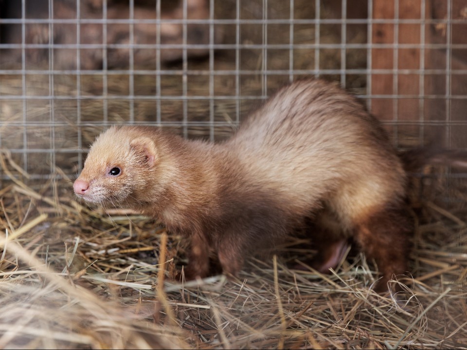 Хорьки-энерджайзеры: четверо лесных жителей начали неделю в Московском регионе с суеты — видео