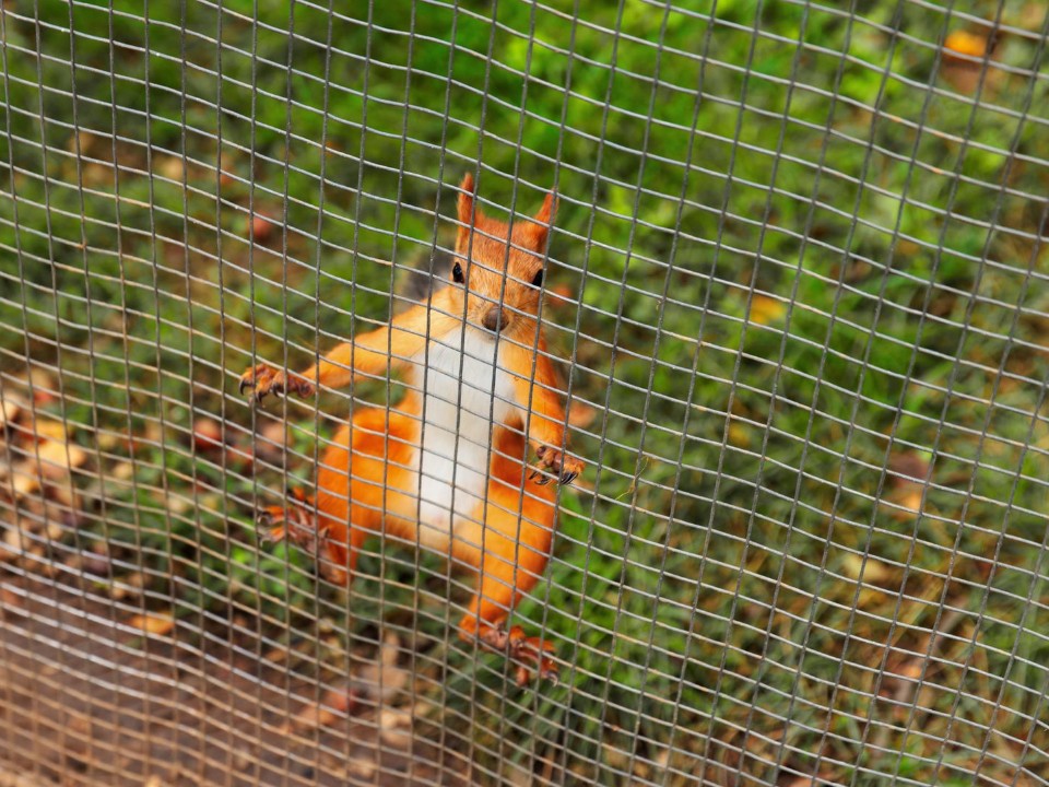 «К вам белка»: почему «пушистые альпинистки» перебрались с деревьев на стены многоэтажек