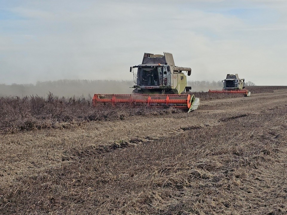 Поздно поспела: рекордный урожай сои до сих пор убирают в Луховицах