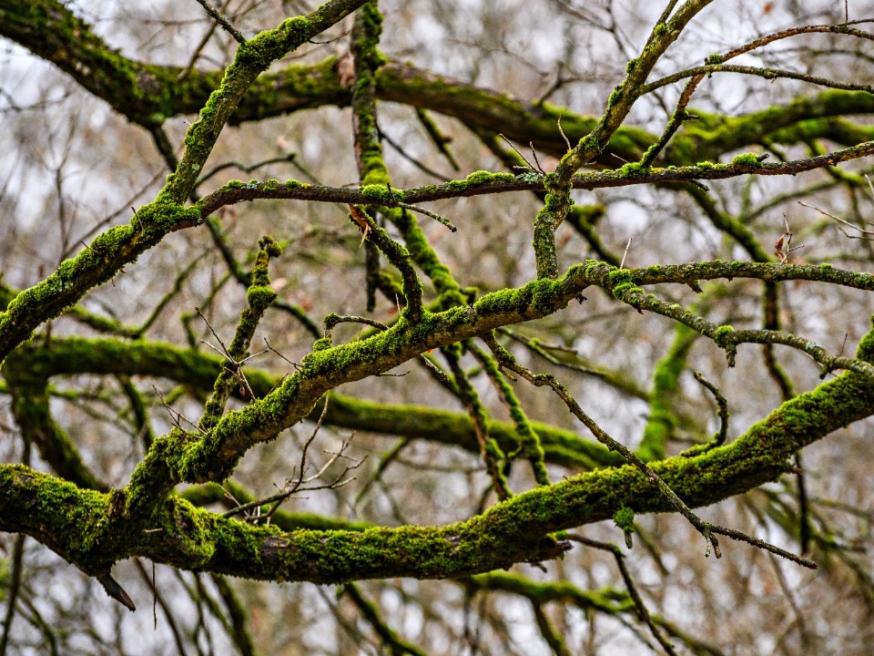 Кто посадил дуб на «Дороге к Храму» и почему за ним ухаживали художники и заводчане