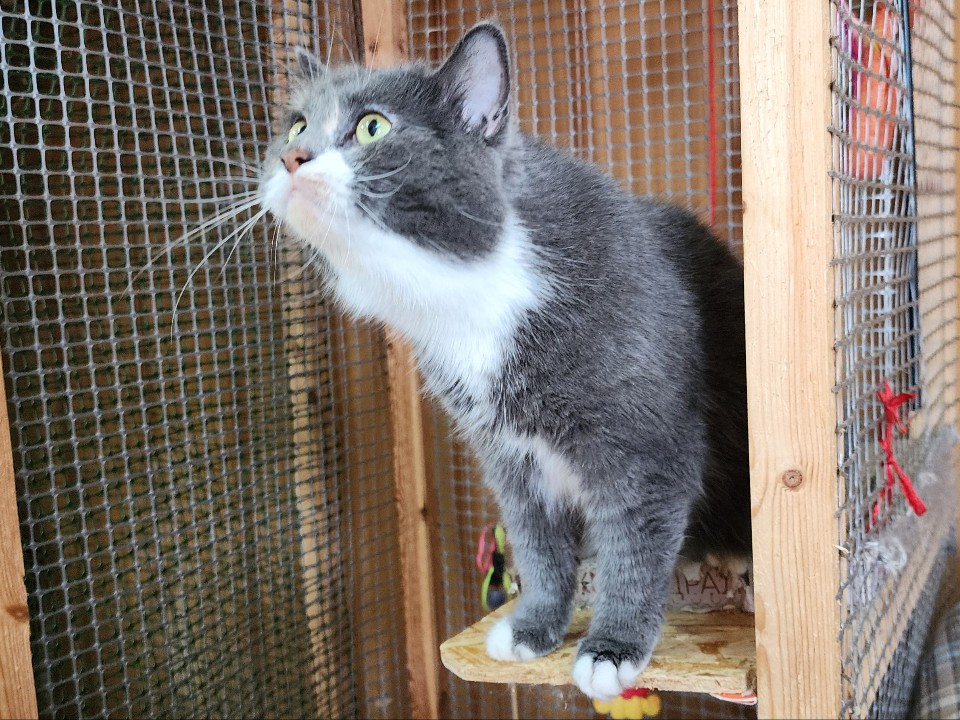 Битва за кошачий дом: на Бородинском проезде разгорелся спор о бездомных животных