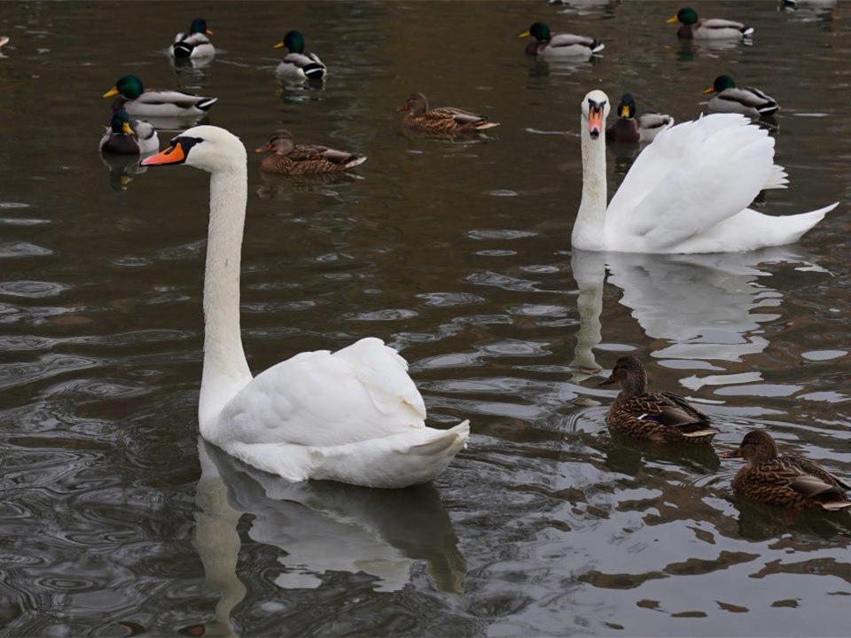 Лебедей из Центрального парка отправили на зимовку в усадьбу Якова Брюса