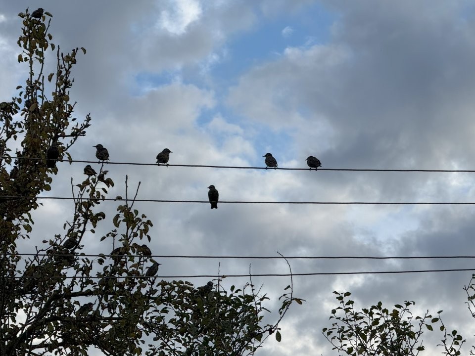 Гороскоп для всех знаков 25 ноября 2025: Овны вырвутся на свободу, Водолеи увязнут в прошлом, Козерогов спасет тотальный контроль