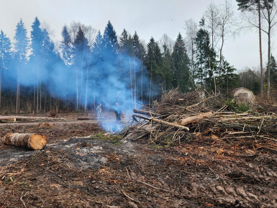 Специалисты объяснили, для чего в лесах проводят санитарную вырубку