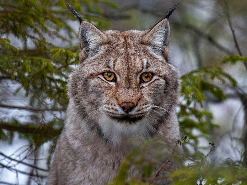 Слухи о резком росте популяции сильно преувеличены: почему рысь в Подмосковье — редкая гостья и при чем тут заяц-беляк