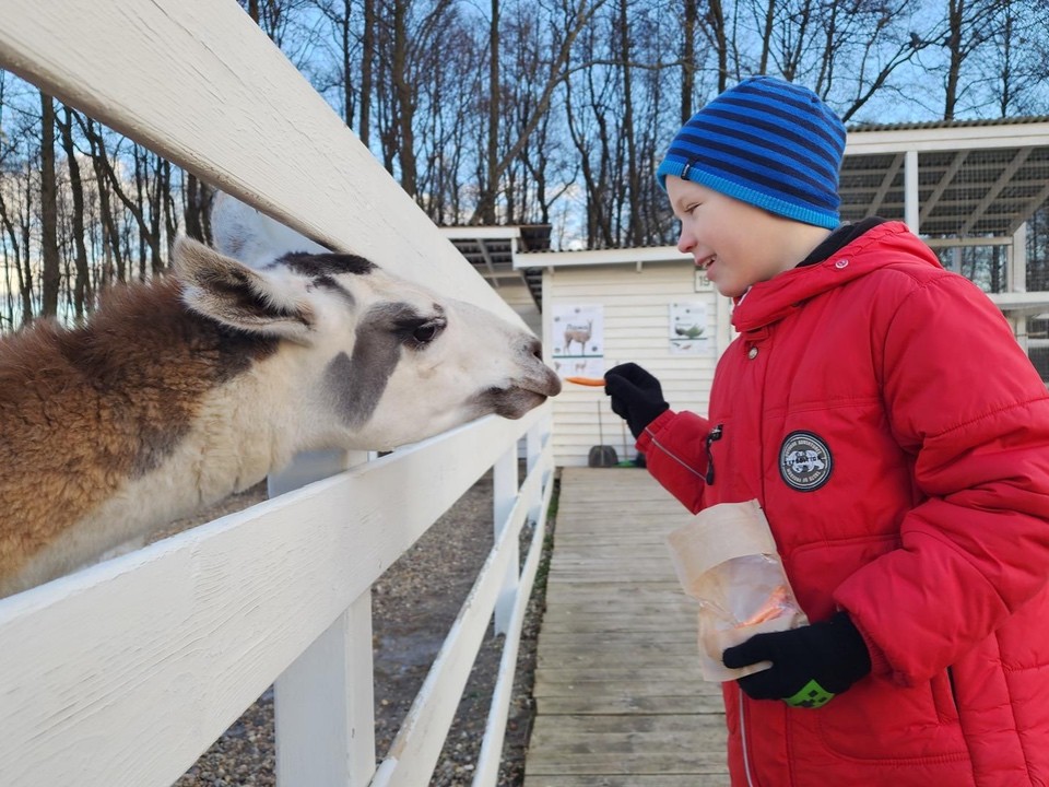 Дети из Лосино-Петровского побывали на экскурсии с альпаками, ламами и кроликами в Щелкове