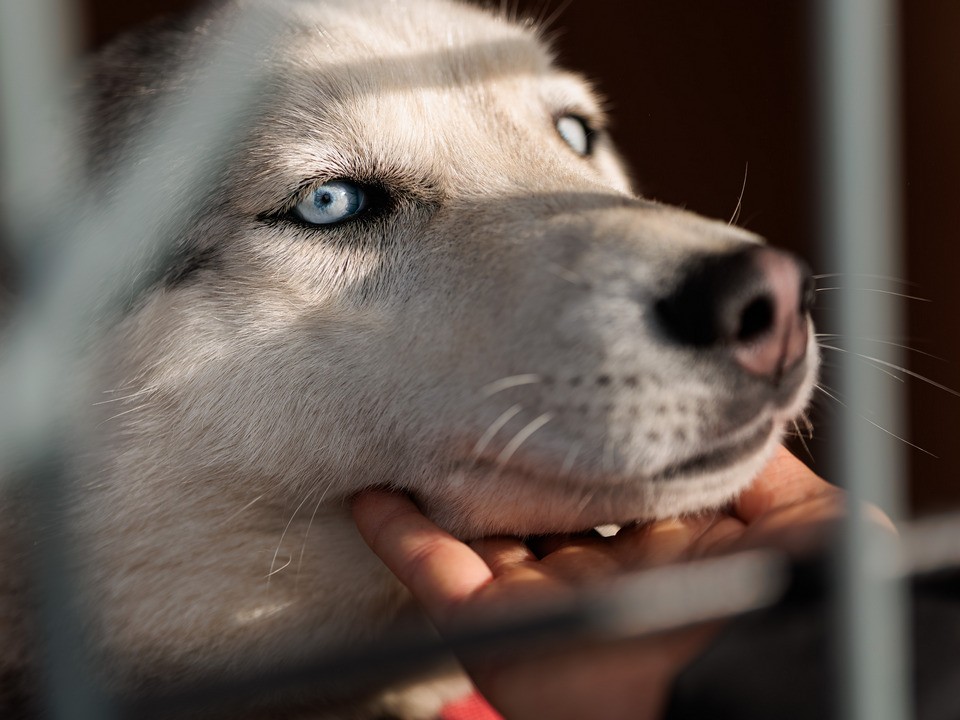 В Луховицах стали пропадать хаски, жители и зооволонтеры бьют тревогу