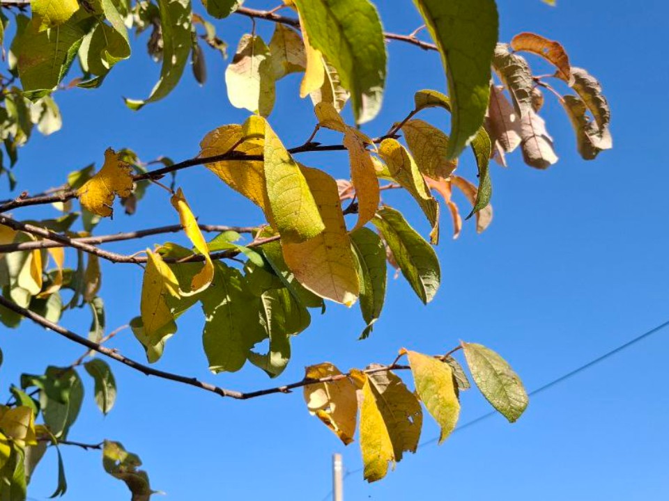 Последние дни лета порадуют видновчан теплом и солнцем