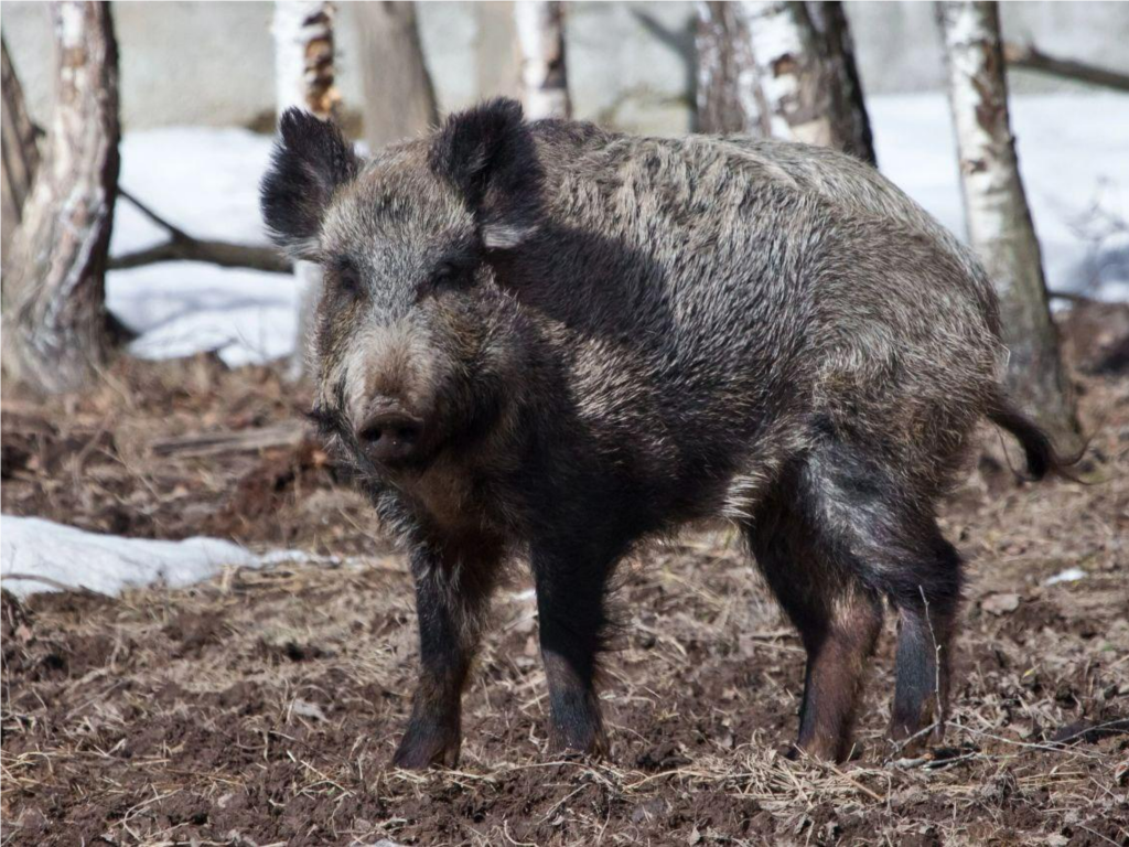 Суровые брачные игры подмосковных кабанов: как не попасть под горячее копыто и что делать при случайной встрече