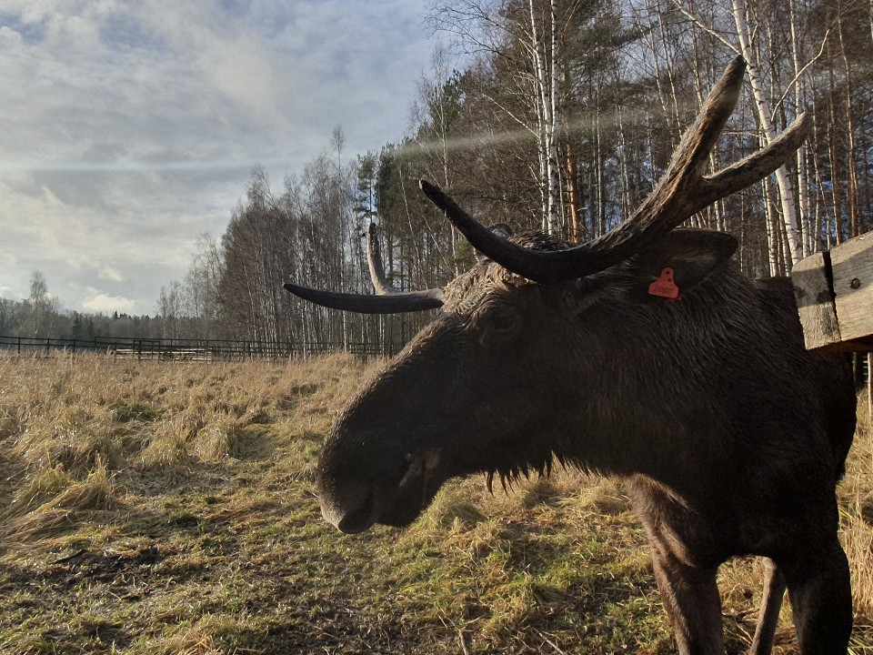 Комары в «Лосином острове» обещают, что зима будет теплой