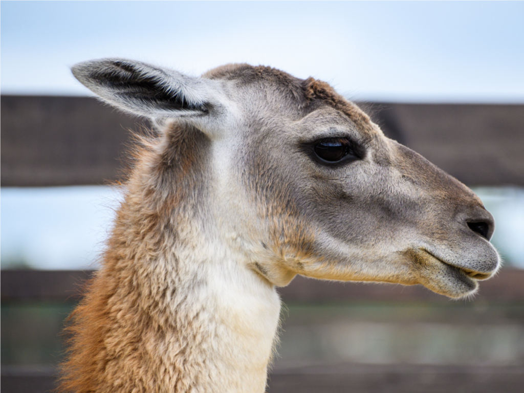 Сцену ревности сняли на видео сотрудники «Лосиного острова» в вольере лам
