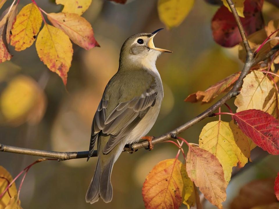Природное лекарство: пение птиц оказалось эффективным в борьбе с депрессией