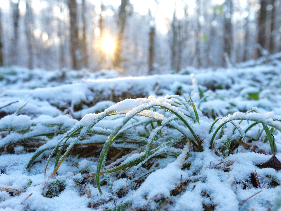 Когда придет настоящая зима? Синоптики рассказали о погоде в Подмосковье до декабря