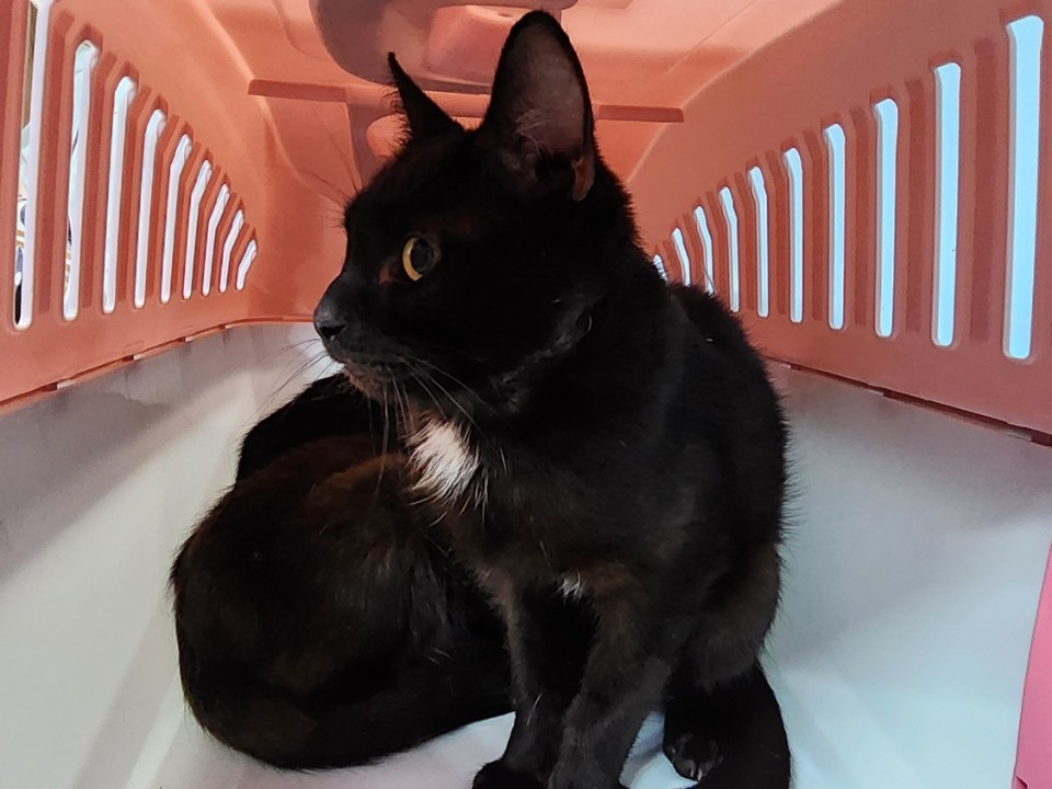 Чудом выживших на трассе котов Фродо и Сэма спасают в Красноармейске