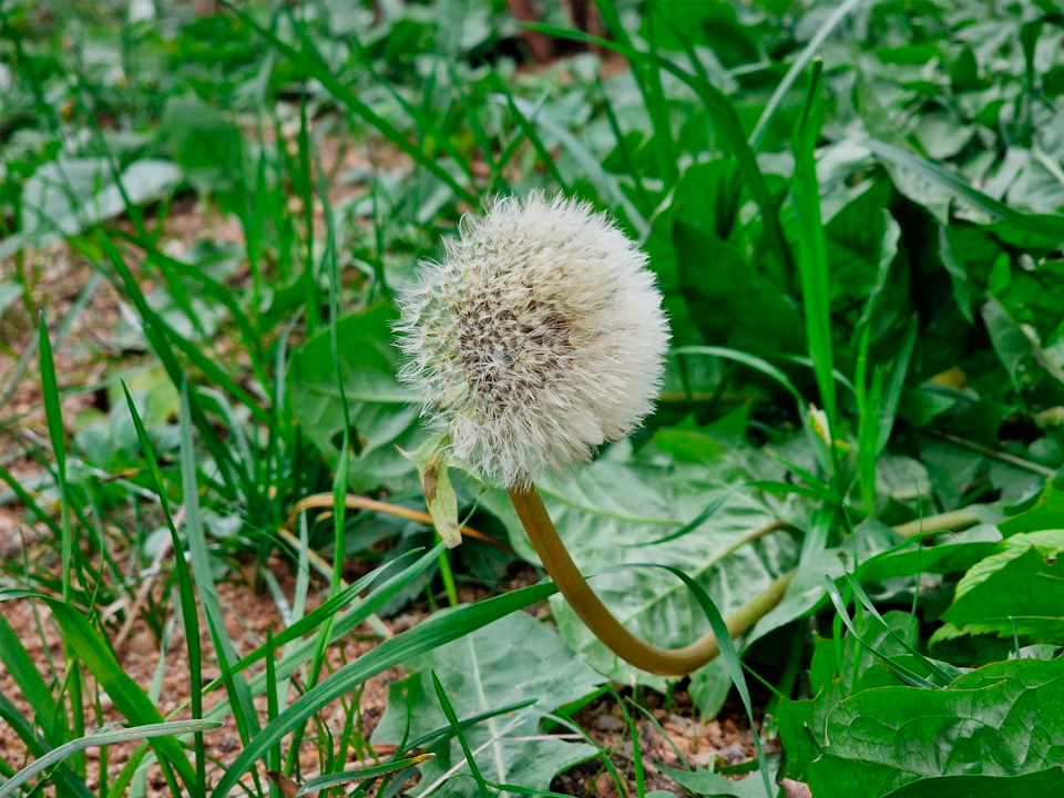 Одуванчики зацвели в середине ноября в Королеве