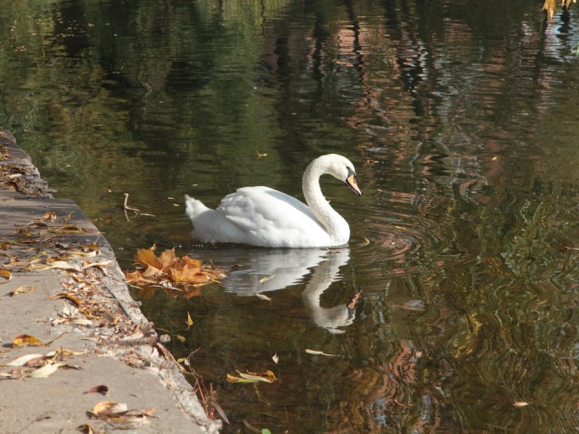 Гороскоп  для всех знаков на 8 ноября 2025: Девы испытают облегчение, Стрельцы познают радость, Тельцы решат старые дела