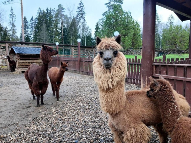 Зима в «Изумрудном лесу»: где можно погладить ламу и посмотреть на рыб в холода