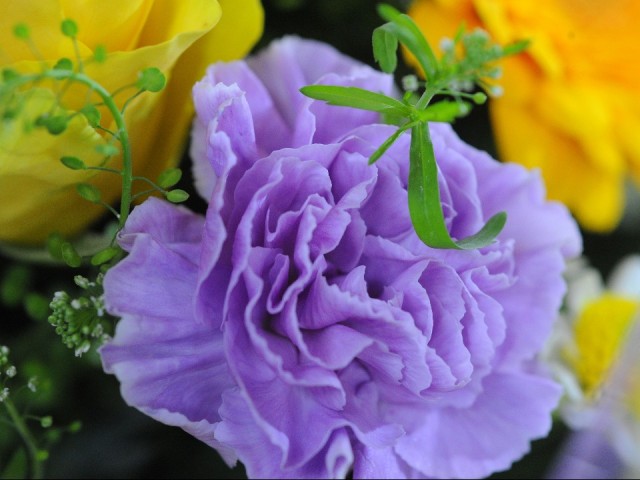 Глава Мытищ Юлия Купецкая поздравила жительниц округа с Днем матери