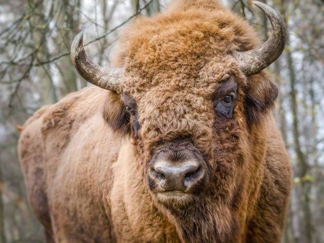 Планы на выходные: день рождения заповедника зубров, открытие крутой выставки и фестиваль