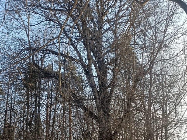 «Жемчужина» Талдомского леса: 200-летний тополь-гигант из Подмосковья внесли в национальный реестр