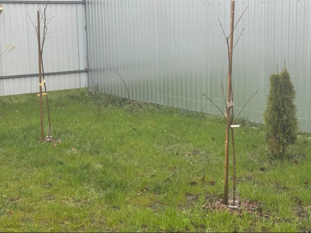 Садовод из Истры спасает плодовые саженцы от нашествия мышей мусором