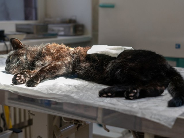 Информация о ветклинике в Орехово-Зуеве направлена в Роспотребнадзор