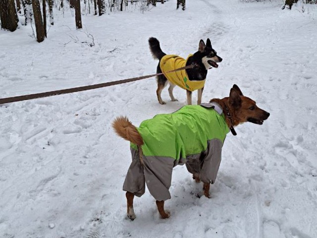 Если любите собаку — никогда не делайте этого зимой: кинолог раскрыла секреты прогулок