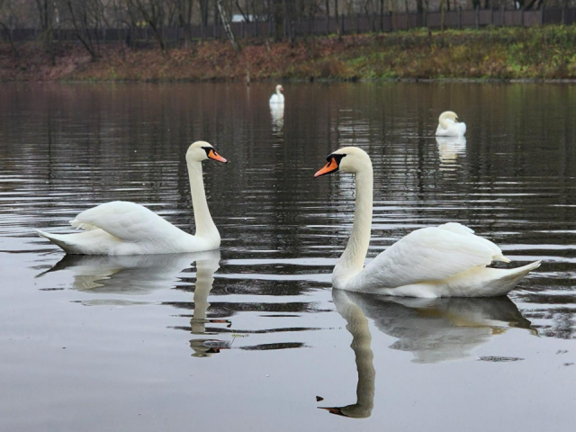 Как проводят зимние каникулы лебеди Иван и Марья из Долгопрудного