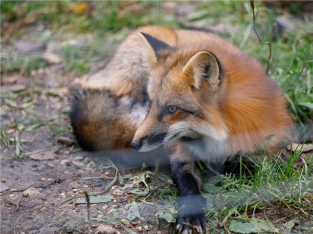 Рыжая плутовка проверила гостеприимство работников автомойки под Шаховской
