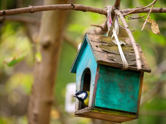 Буфет на ветке: как помочь пернатым в Истре пережить холода