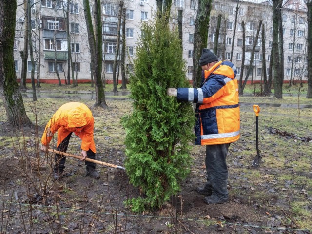 Реутов расцветает: новые саженцы преобразят городское пространство